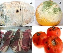 mousumi-monthly-essay-competition-header-ad