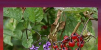 Solanum Nigrum Benefits