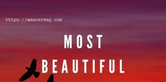 Most Beautiful Birds of Indian Subcontinent