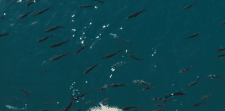 A Memorable Experience Created Every Year