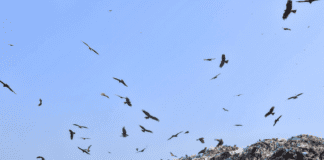 Plastic pollution free lifestyle is a big deal