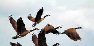 Motus Wildlife Tracking System Revolutionizing Bird Migration Research bird migration