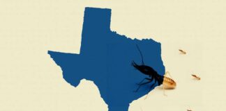 Termite Swarming Season: What Homeowners Need to Know