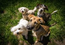 Understanding Dog Bite Policy Laws in Utah: A Complete Overview Understanding Dog Bite Policy Laws in Utah
