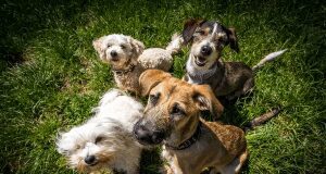 Understanding Dog Bite Policy Laws in Utah: A Complete Overview Understanding Dog Bite Policy Laws in Utah